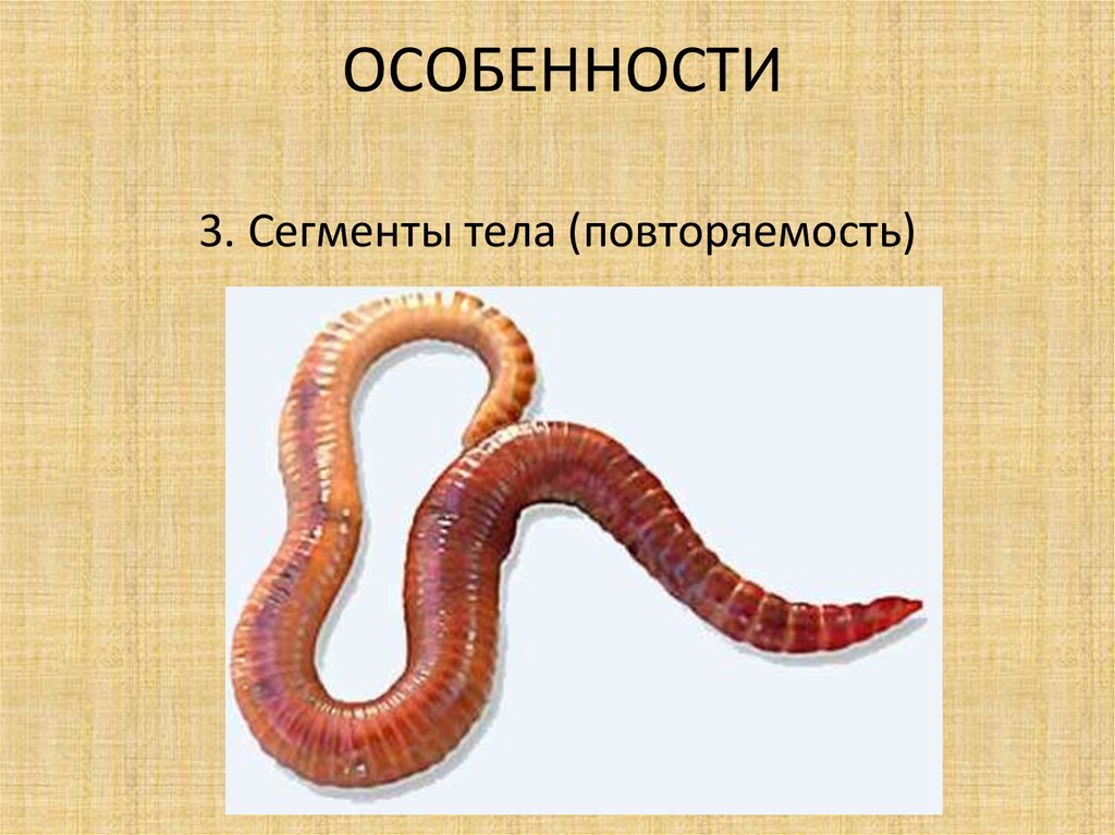 Тип круглые черви пищеварительная
