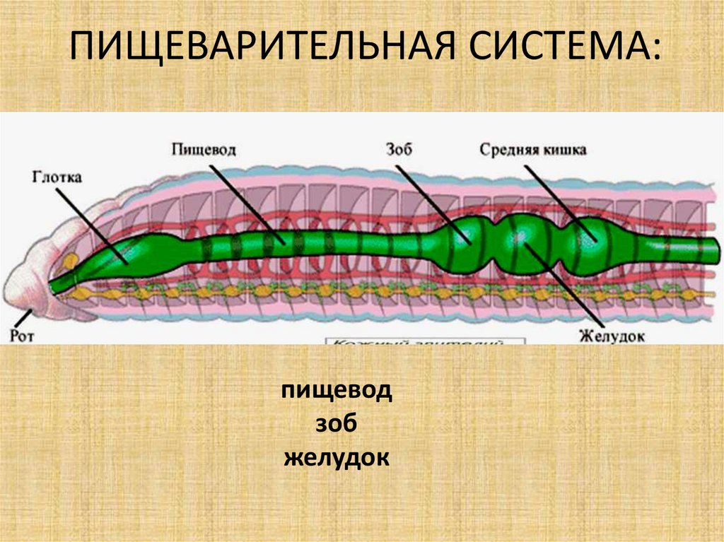 Строение пищеварительной системы червя. Пищеварительная система круглых червей рисунок. Пищеварительная система круглых червей 7. Круглые черви строение систем. Черви круглые строение типы систем.