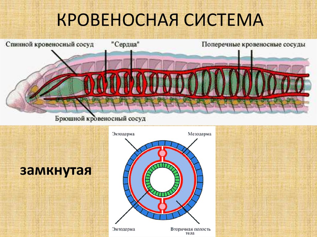 Мускульный мешок круглых червей