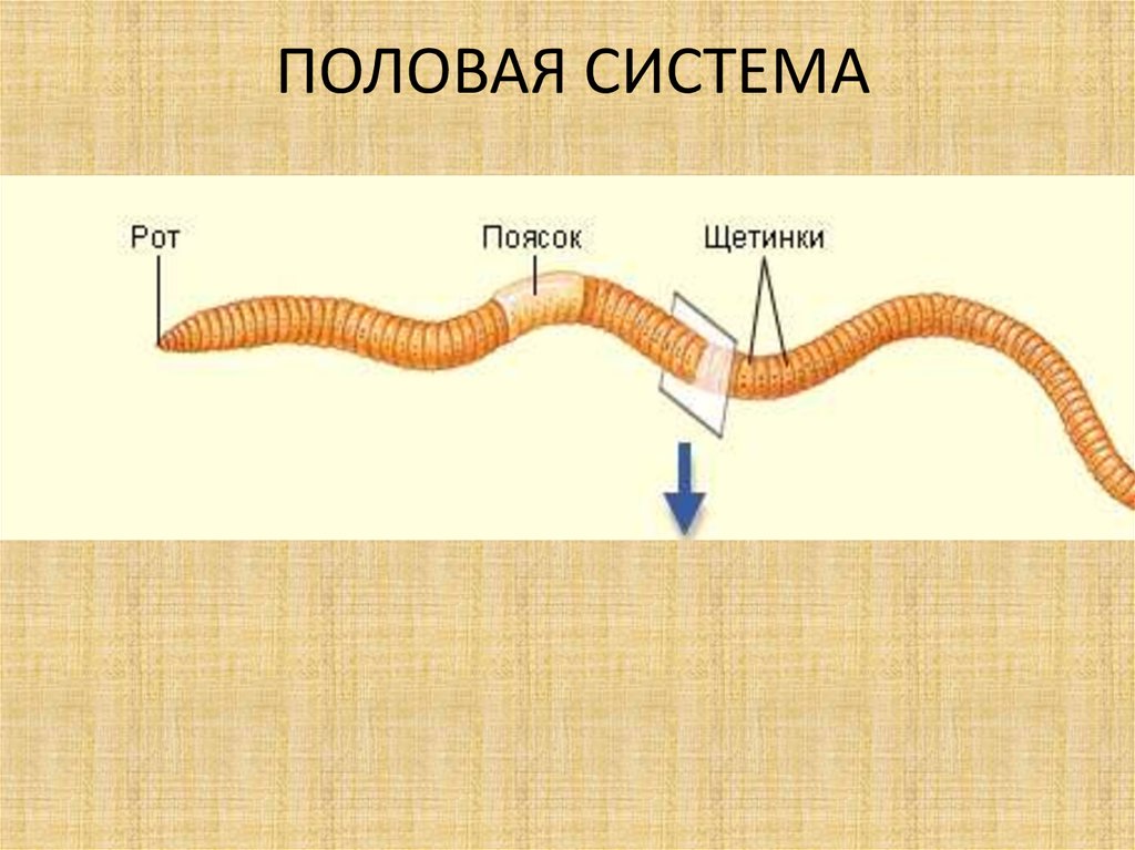 Круглые черви половая