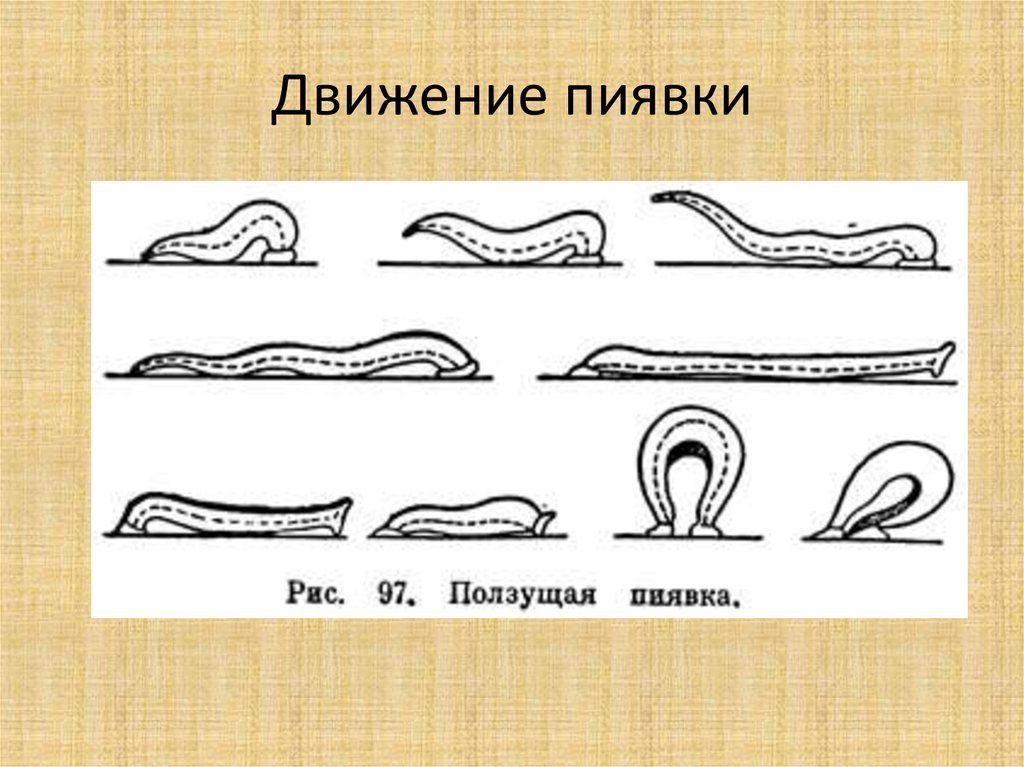 Гермафродитами являются черви