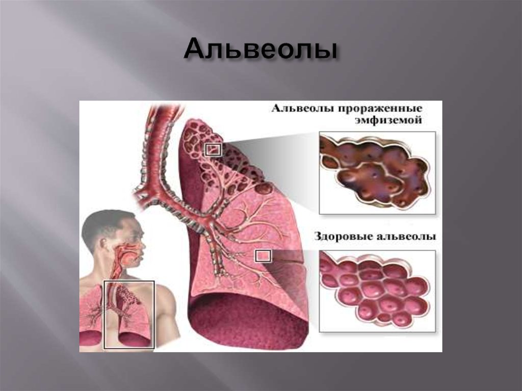 Картинки альвеолы легких