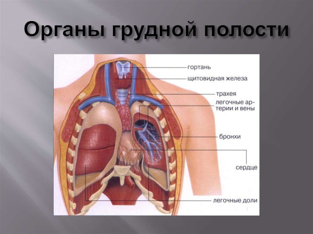 Органы под правой грудью. Грудная клетка человека строение анатомия с органами. Схема расположения органов грудной клетки. Строение грудной клетки органы мужчины анатомия. Анатомия органов грудной клетки и брюшной полости.