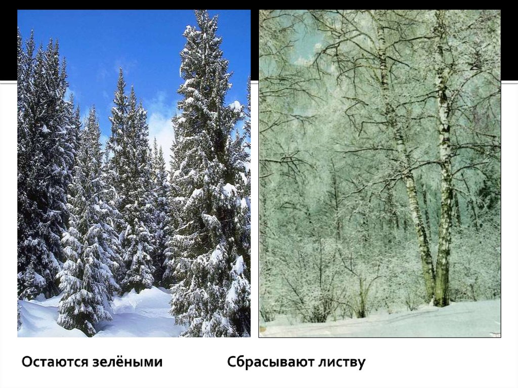 Зима изменения в жизни растений биология