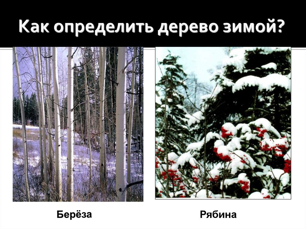 Как отличить деревья. Как определить деревья зимой. Как распознать деревья зимой. Живая и неживая природа зимой. Распознавание деревьев зимой.
