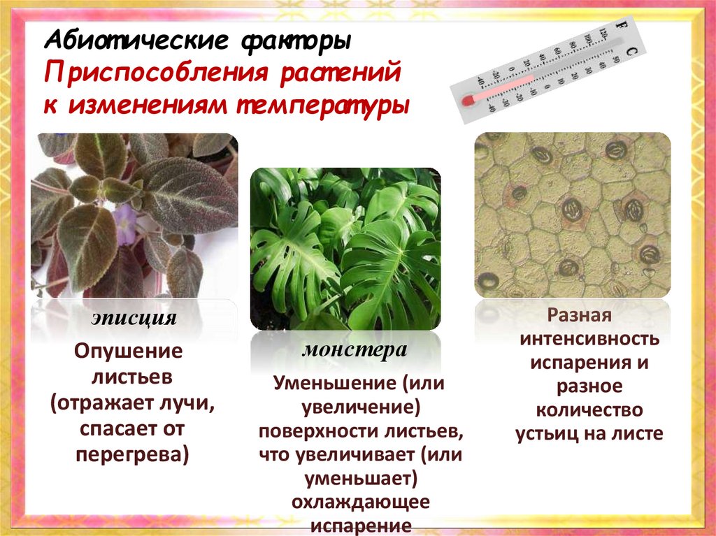 Факторы приспособления. Опушение листьев у растений. Приспособления растений. Приспособления растений к важности. Температурные приспособления растений.