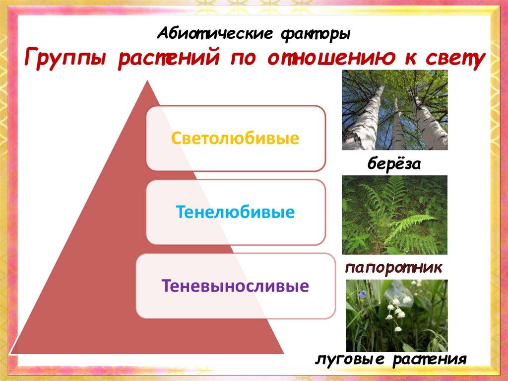 Абиотические факторы в жизни растений. Экологические группы по отношению. Растения по отношению к свету. Экологические группы растений. Свет экологические группы.