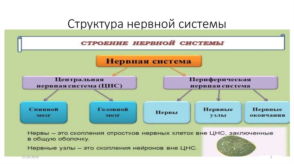 Состав нервной системы