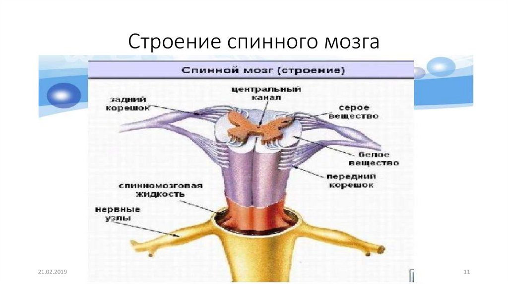 Выберите три верно обозначенные подписи к рисунку строение спинного мозга человека