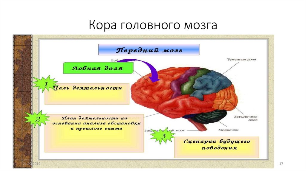 Появление коры мозга. Смерть коры головного мозга. При гибели коры головного мозга. Гибель коры головного мозга при смерти.