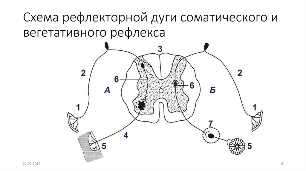 Схема работы рефлекторной дуги