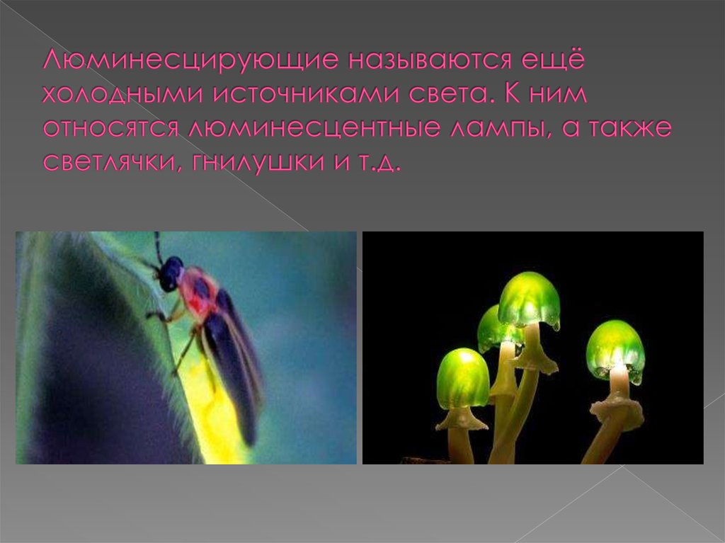 Люминесцирующие называются ещё холодными источниками света. К ним относятся люминесцентные лампы, а также светлячки, гнилушки и