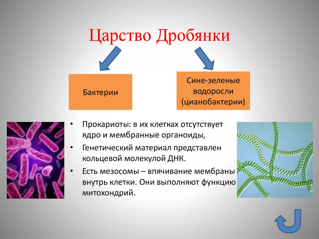 Бактерии доядерные организмы презентация 7 класс биология
