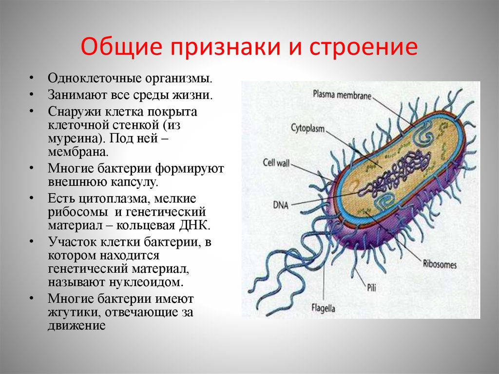 Какое строение у бактерий. Особенности строения клетки бактерии. Строение клетки царство бактерий 5 класс биология. Основные признаки бактерий 7 класс. Особенности строения бактериальной клетки.