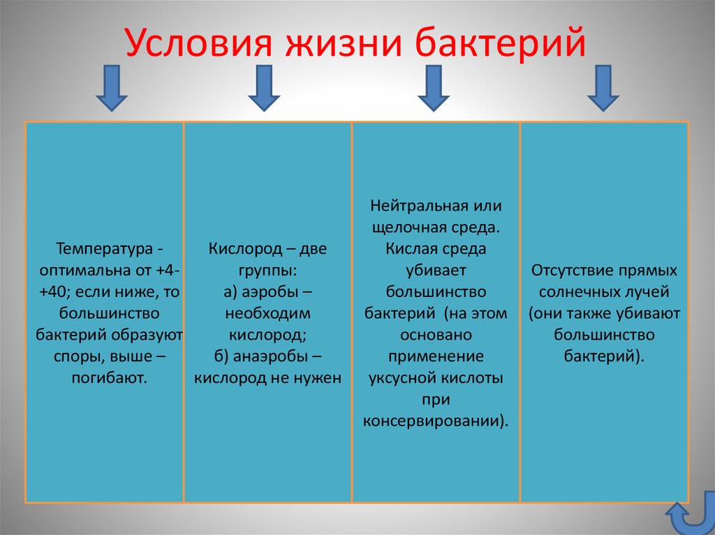 4 условия жизни. Условия жизни бактерий. Условия жизни микроорганизмов. Благоприятные условия для жизни бактерий. Условия среды бактерий.