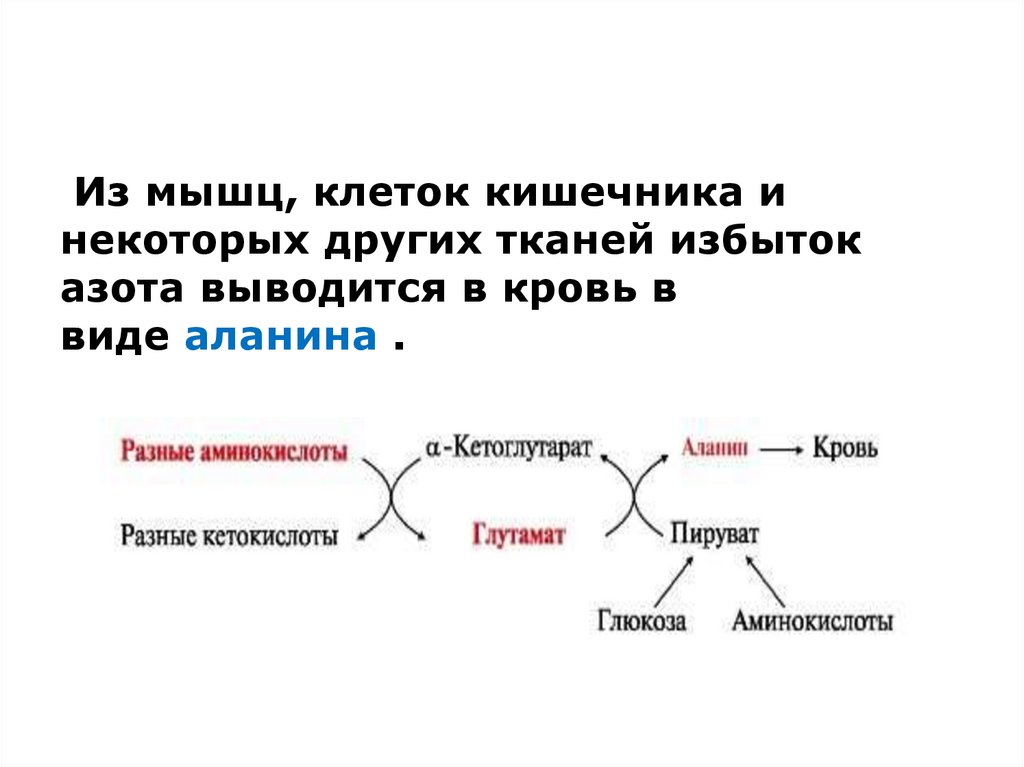 Временное обезвреживание аммиака виды