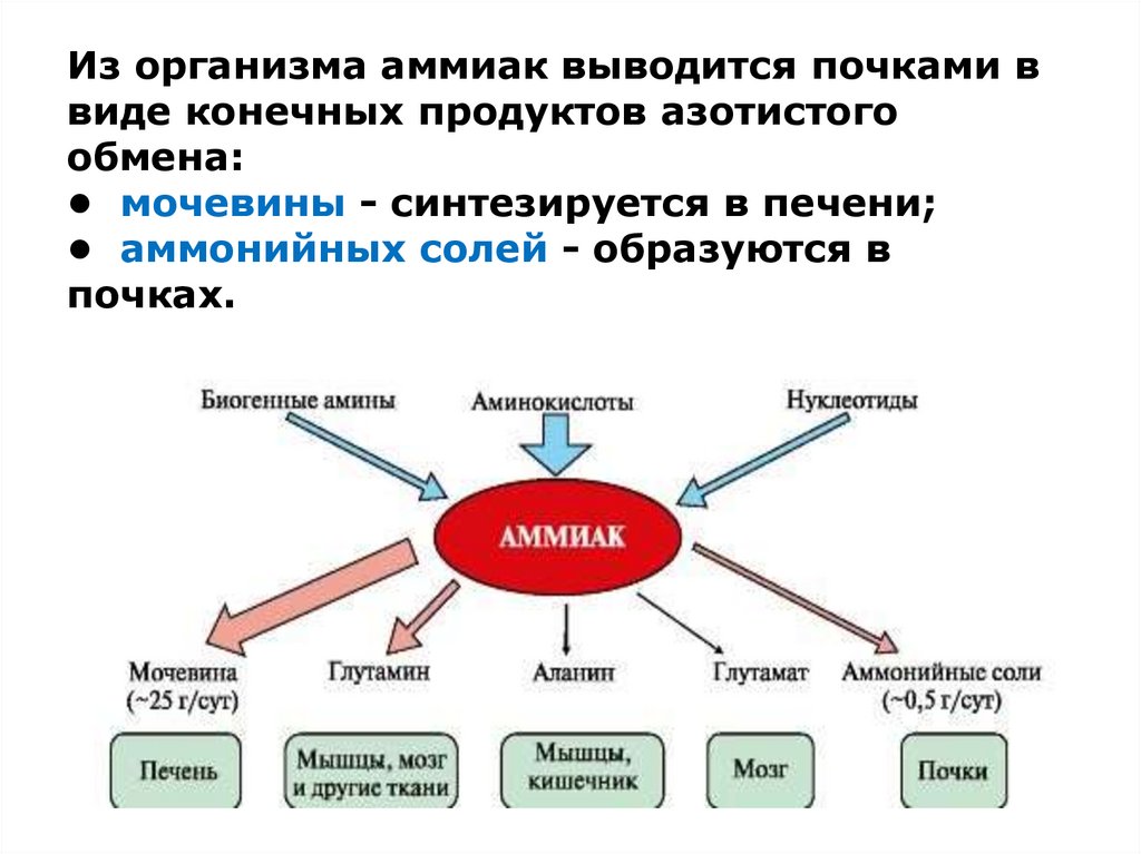 Анализ на аммиак в крови. Основные пути обезвреживания аммиака (схема). Пути обезвреживания аммиака в организме схема. Схема обмена аммиака. Пути вывода аммиака из организма.