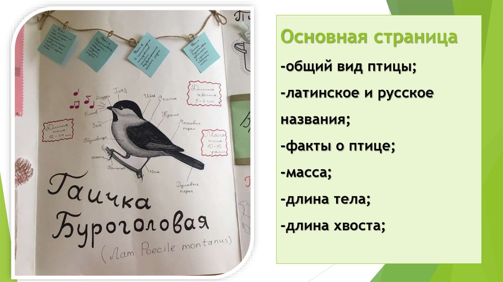 Весы птица. Весы с птичками. Весы для птицы. Птица по латыни. Птичка на весах.