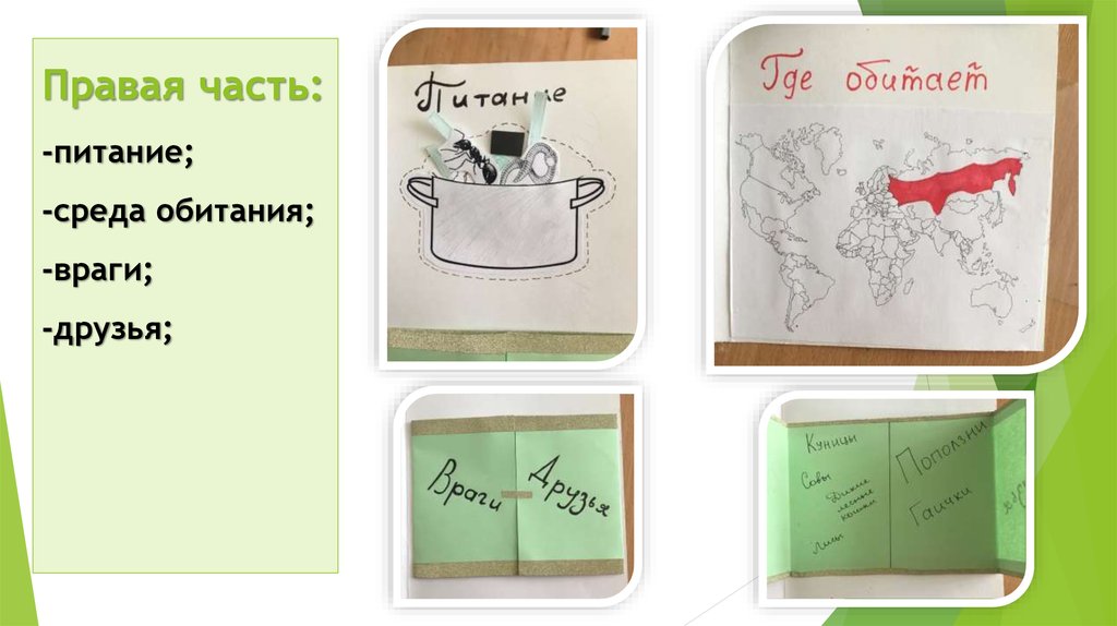 Правая часть: -питание; -среда обитания; -враги; -друзья;