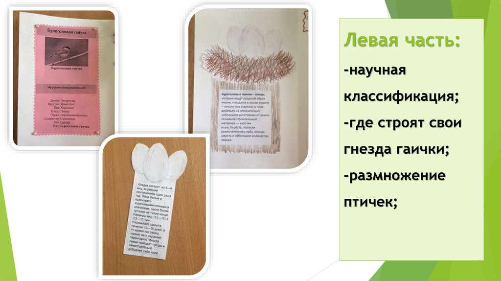 Левая часть: -научная классификация; -где строят свои гнезда гаички; -размножение птичек;