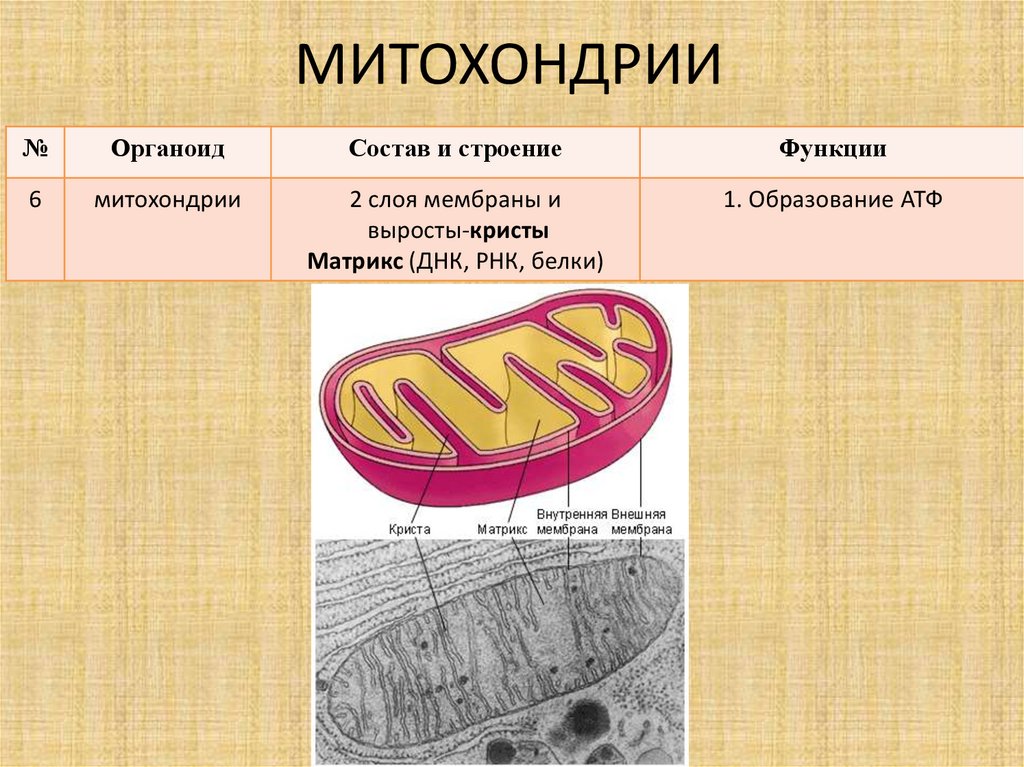 5 строение митохондрий. Митохондрии рисунок и функции. Митохондрии строение и функции. Строение органоидов клетки митохондрии. Митохондрии строение и функции кратко таблица.