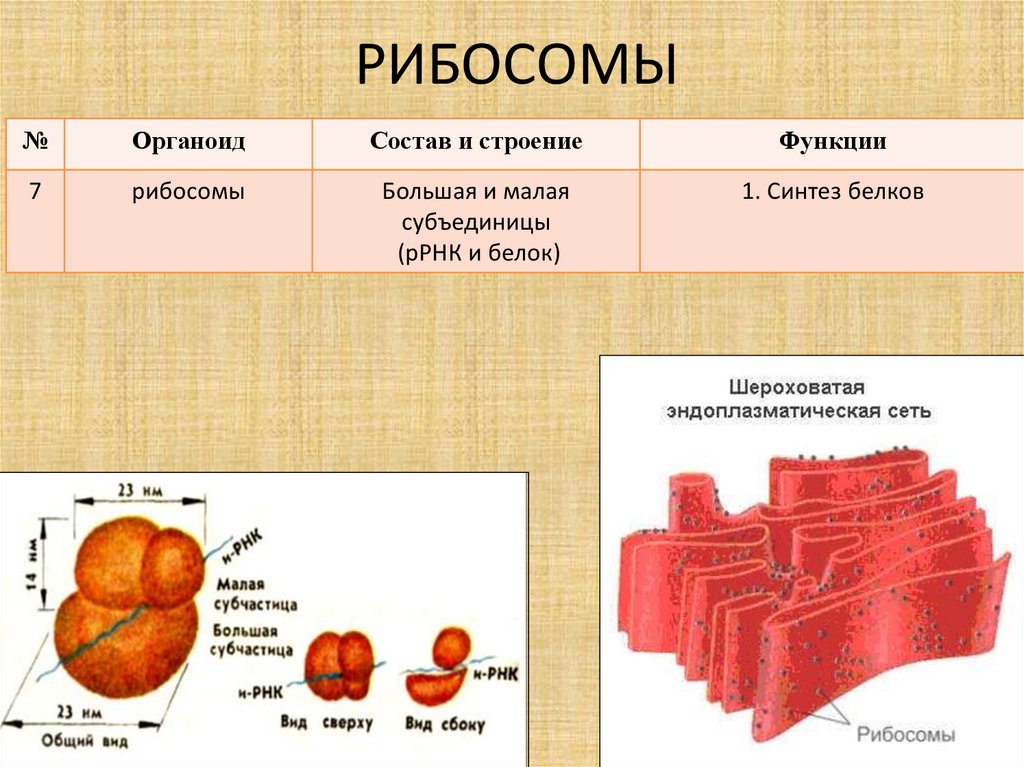 Органоиды клетки ядро функции. Строение рибосомы клетки биология 9 класс. Рибосома функция органоида. Строение и функции рибосомы клетки кратко. Клетка рибосомы функции органов.