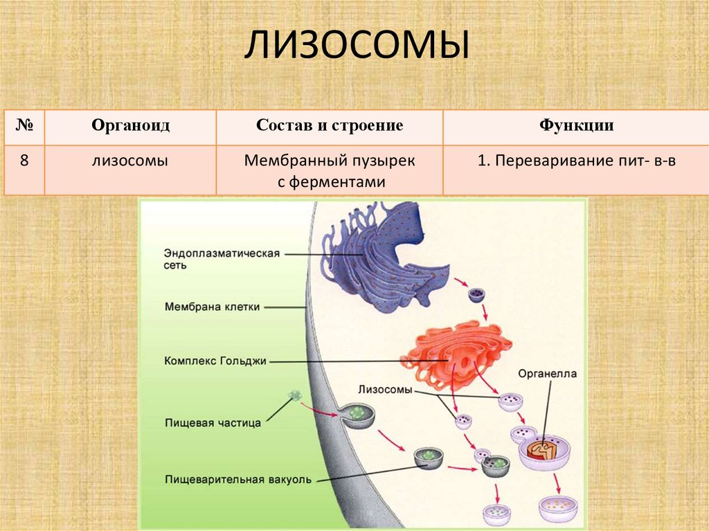 Органоид накапливающий продукты обмена веществ клетки. Строение органоида лизосомы. Лизосомы строение органоида и функции. Лизосома функции органоида. Строение и функции лизосомы клетки.