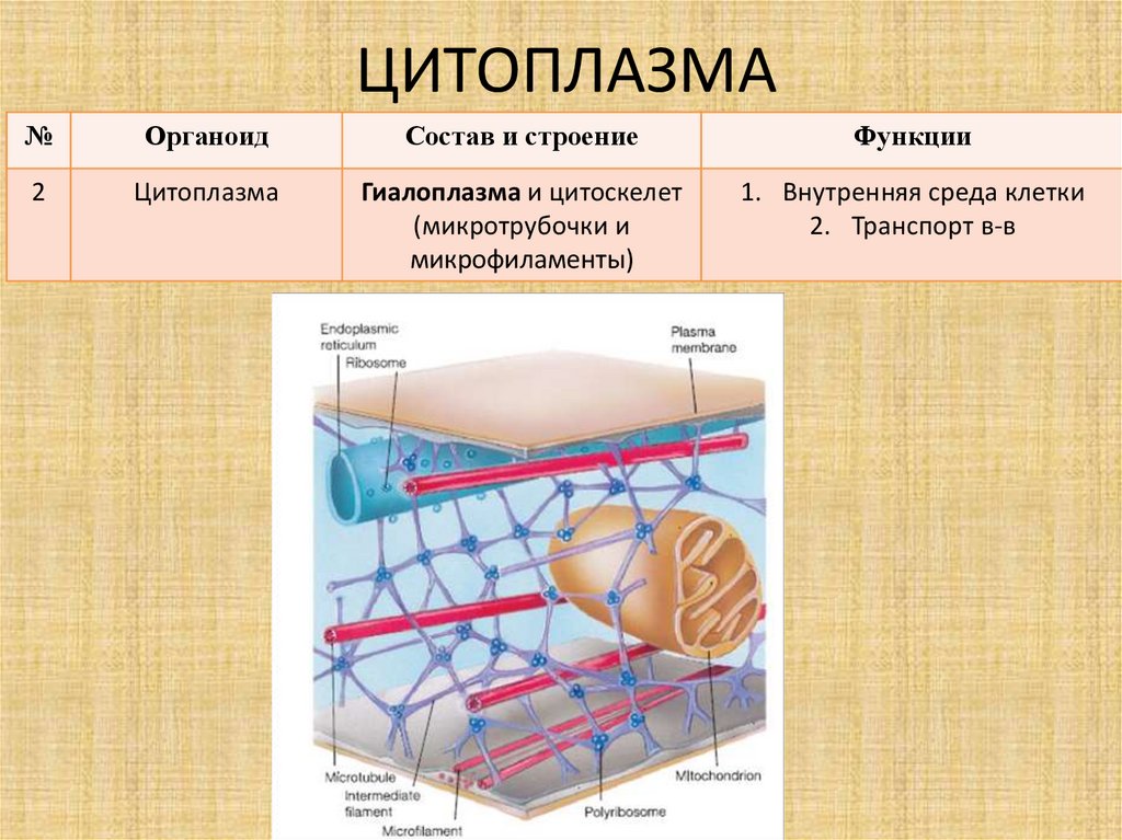 Цитоплазма функции