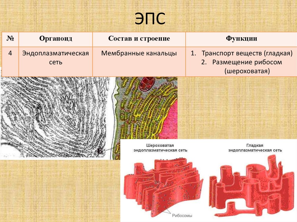 Эндоплазматическая сеть строение и функции