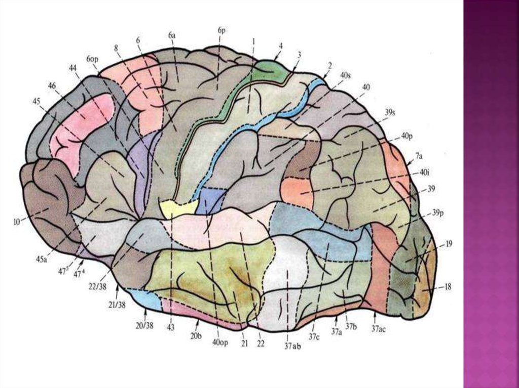 Очаги в коре головного мозга. Ядра анализаторов в коре головного мозга. Зоны коры головного мозга локализация функций. Локализация функций в коре полушарий.