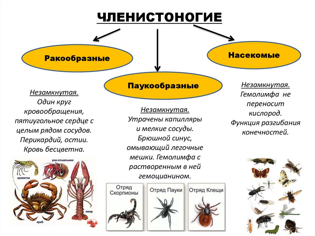 Если в процессе эволюции у животного сформировалась кровеносная система схема которой изображена