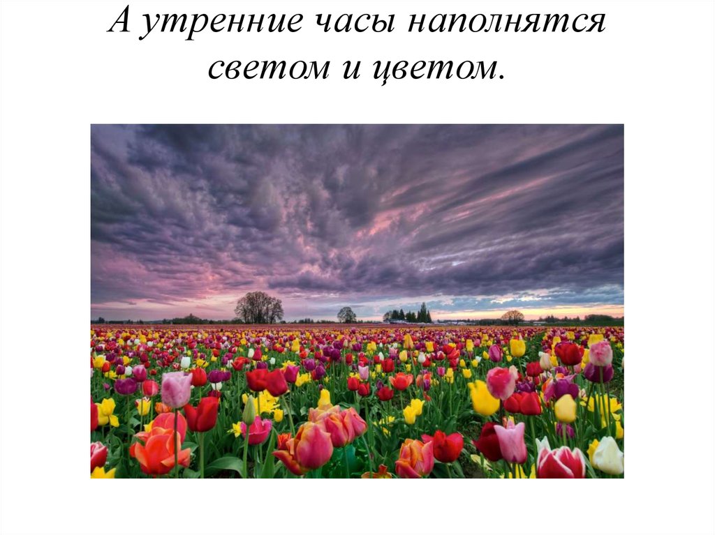 А утренние часы наполнятся светом и цветом.