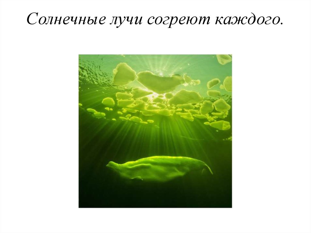 Солнечные лучи согреют каждого.