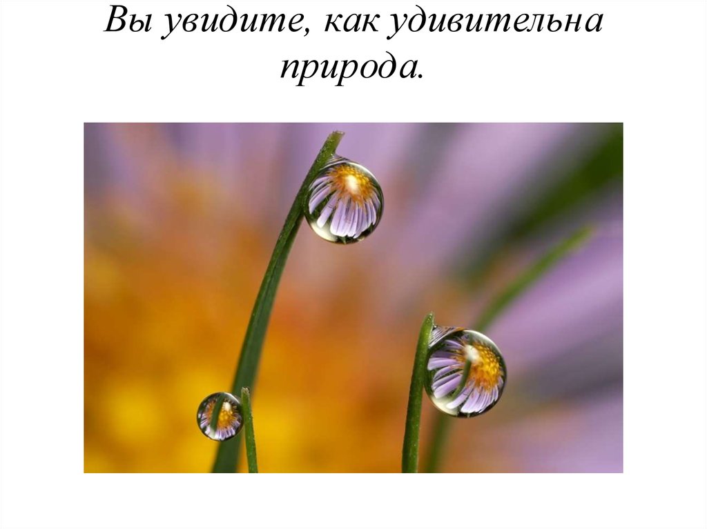 Вы увидите, как удивительна природа.