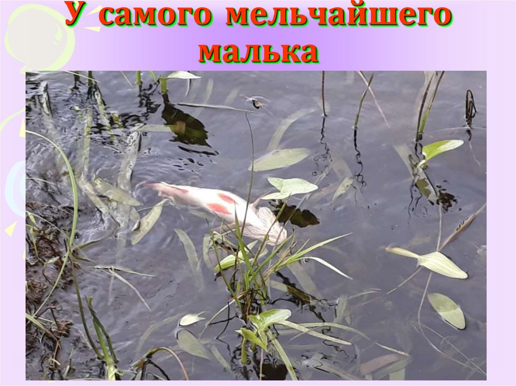 У самого мельчайшего малька