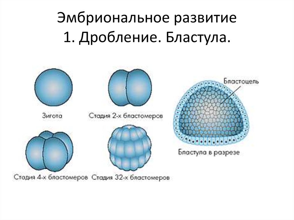 Дробление зиготы рисунок