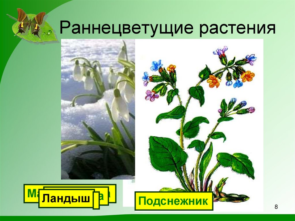 Раннецветущие растения окружающий мир 2 класс