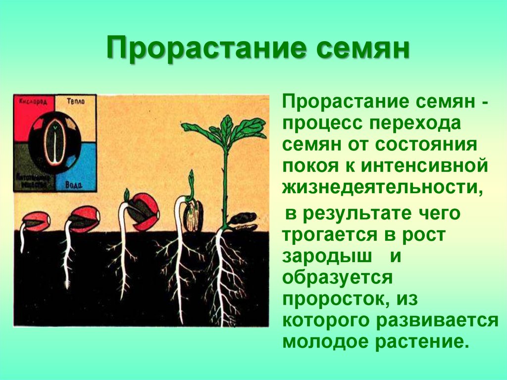 Какие условия необходимы для развития растений. Этап прорастания семени биология. Условия прорастания семян. Факторы прорастания семян. Условия прорастания растений.