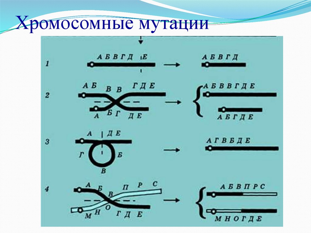 Хромосомные мутации механизмы