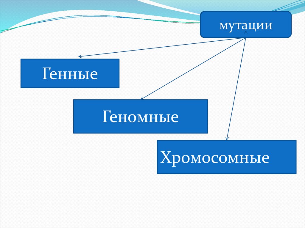 3 типа геномных мутаций