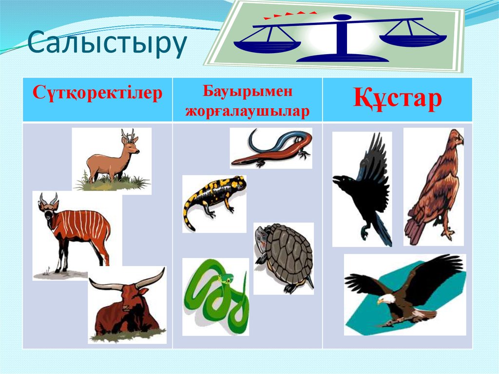 Жануарлар систематика презентация