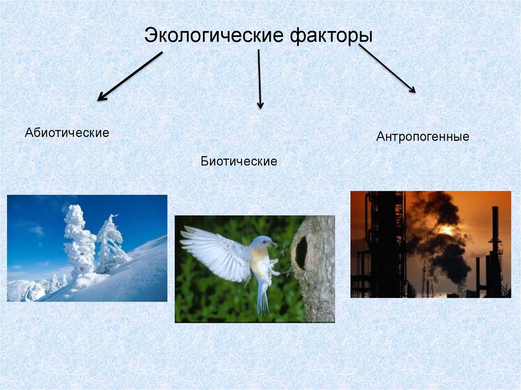 Экологические факторы и условия среды презентация