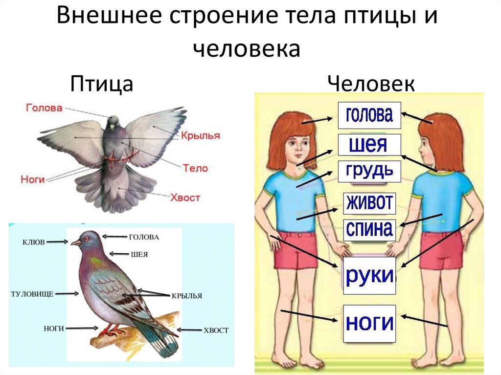 Внешнее строение человека 2. Части тела птицы. Строение птицы. Строение тела птицы. Части тела птицы для детей.