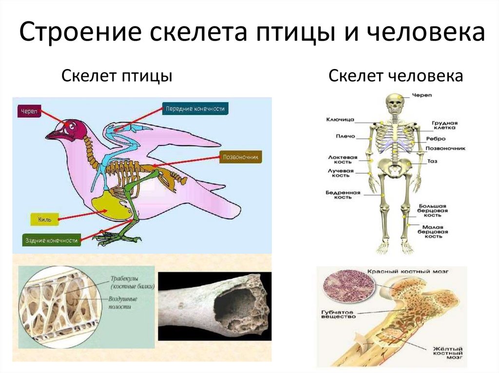 Особенности строения скелета в жизни птицы