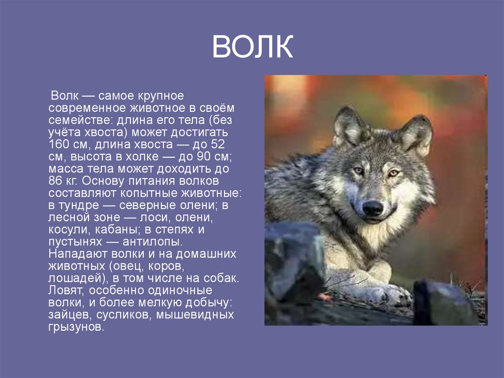Текст волк и собака. Факты о волках. Презентация на тему волк. Самое интересное о волке. Волк интересные факты для детей.