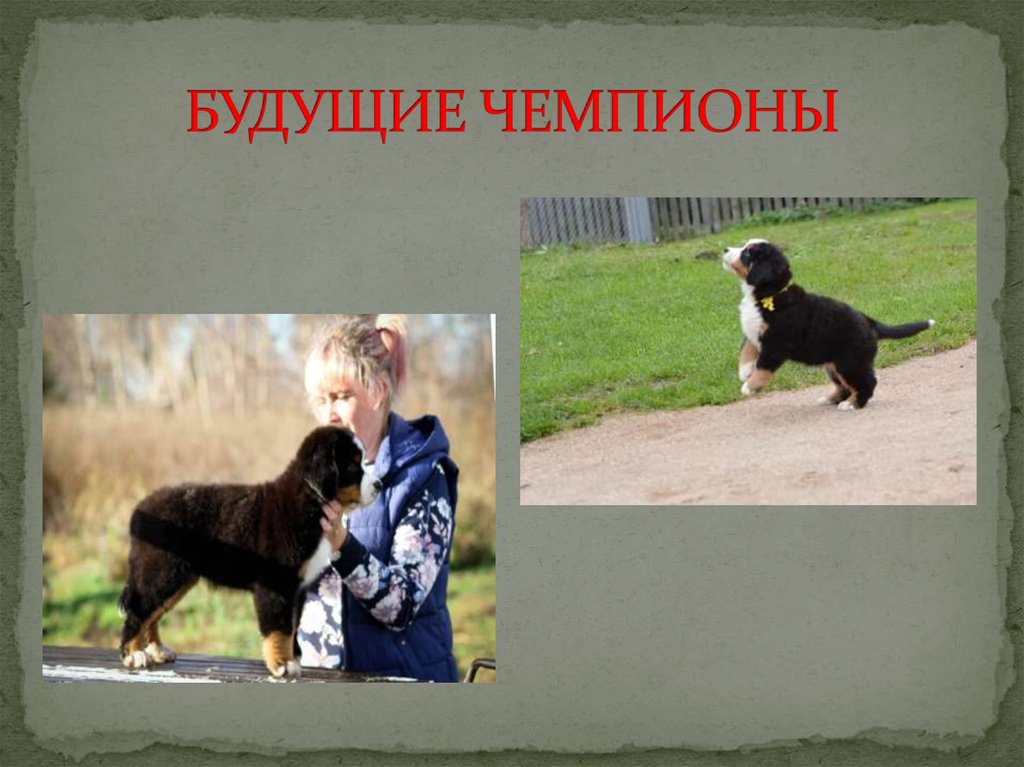 БУДУЩИЕ ЧЕМПИОНЫ