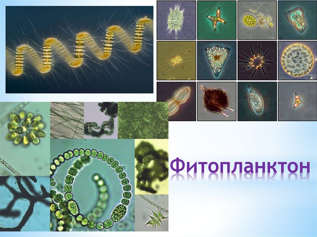 Фитопланктон образуют. Фитопланктон. Фитопланктон это в биологии. Фитопланктон строение. Что такое фитопланктон в биологии 5 класс.
