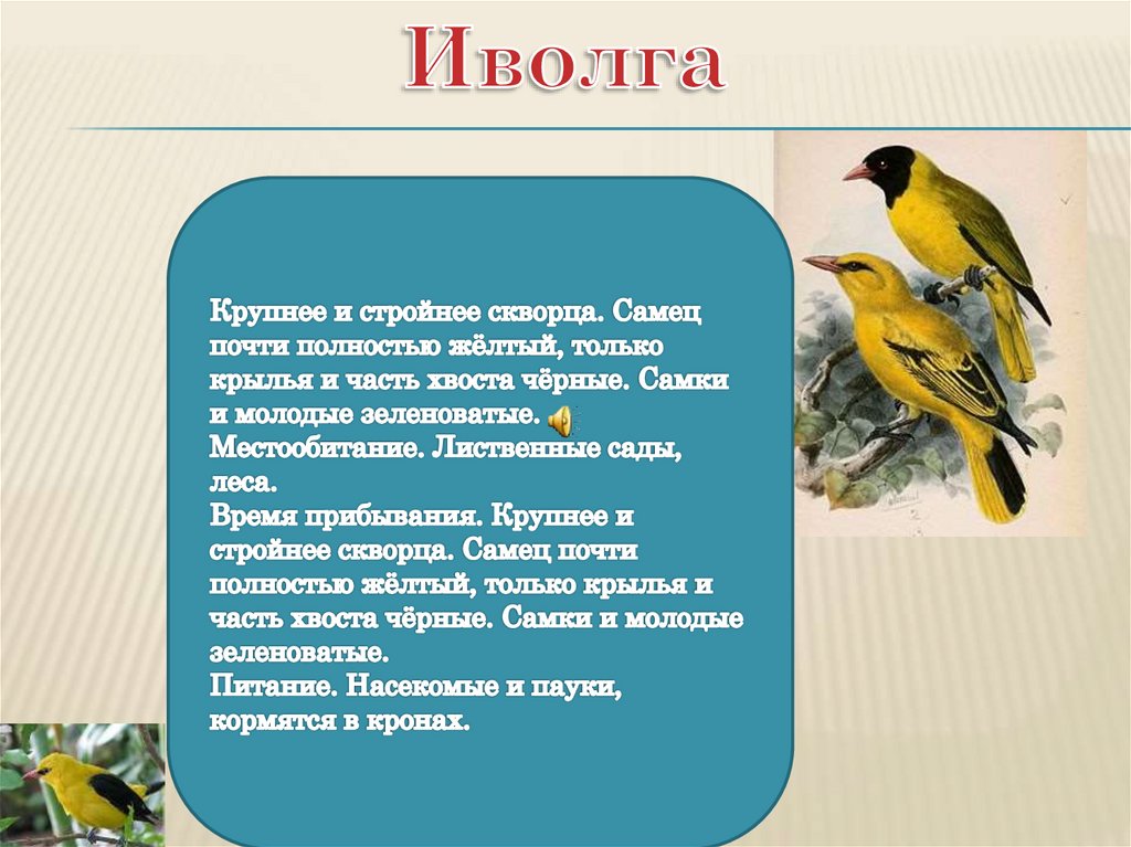 Иволга составить слова. Иволга место обитания. Доклад про Иволгу. Иволга птица описание. Птицы Татарстана.