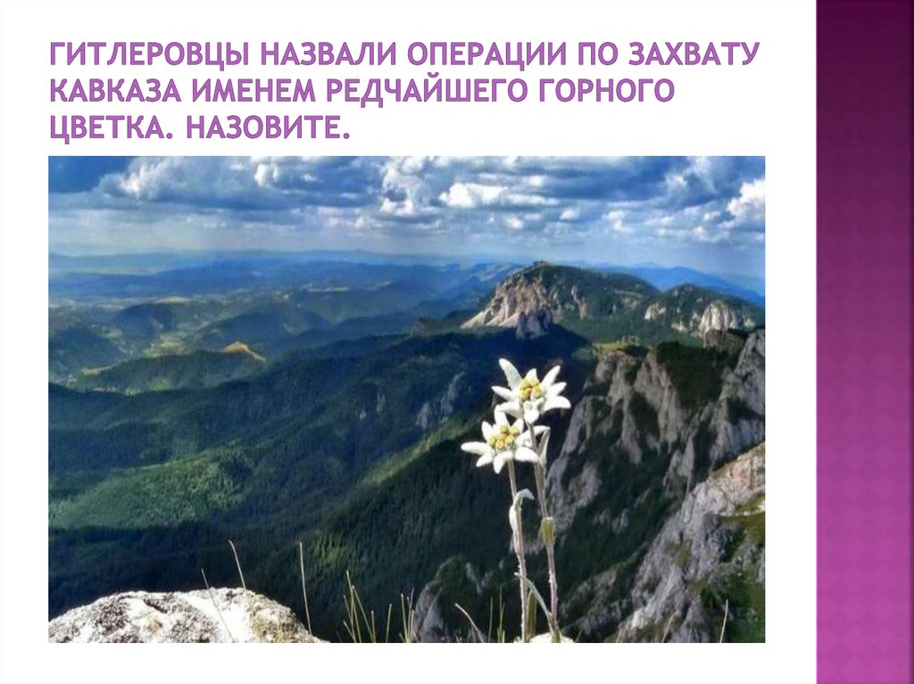 Гитлеровцы назвали операции по захвату Кавказа именем редчайшего горного цветка. Назовите.