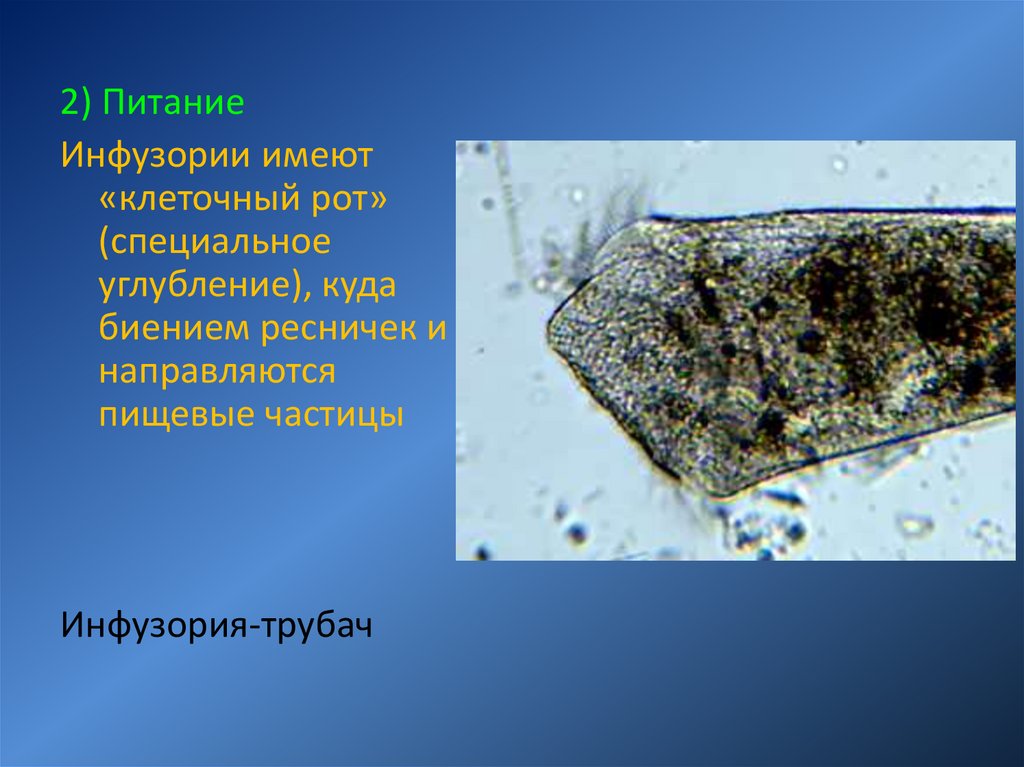 Презентация разнообразие инфузорий